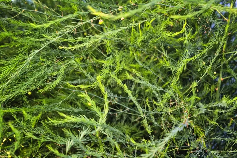 ramas del esparrago planta que crece en el jardin primer 152976984 - Аспарагус