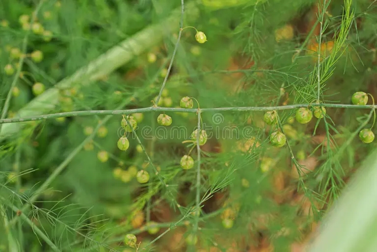 semilla del esparrago jardin patio trasero 107375496 - Аспарагус