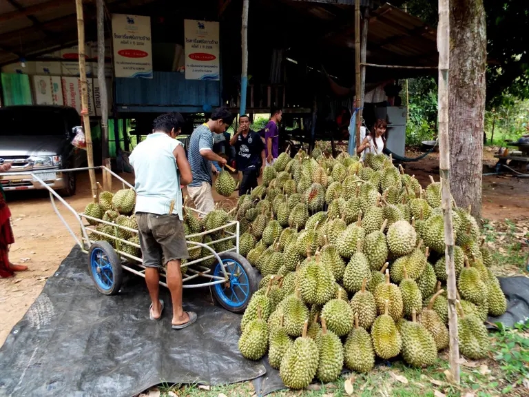 Дуриан some men unload durian cart make big pile koh chang thailand april 193425802 - Дуриан
