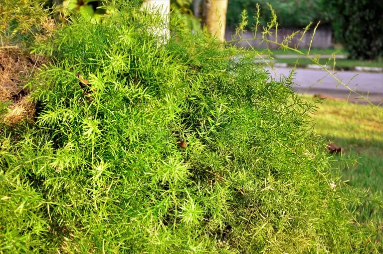 sprengeri densiflorus de esparragos que crecen en el jardin la plaza costa norte sao paulo 212958200 - Аспарагус