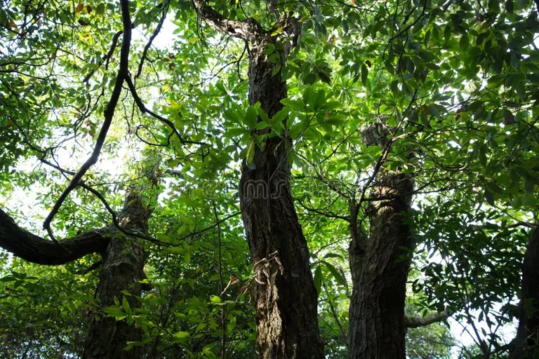 Палисандр trad i parken som tagits naturreservatet dafengbao chongqing china den vardefulla rmosia henryi prain 193171517 1 - Палисандр