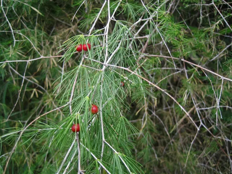 vegetacion pluvial con bayas rojas cultivadas en un paisaje silvestre sudafrica vista del follaje fino de plumaje sobre ramas 212648690 - Аспарагус