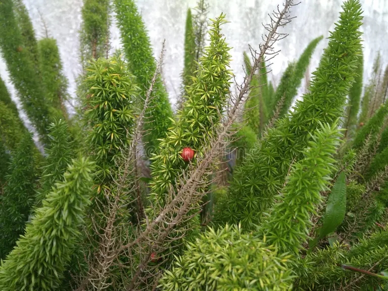 verde de asparagus meyeri planta cianjur indonesia tiene un rendimiento unico con hojas verdes 206514049 - Аспарагус