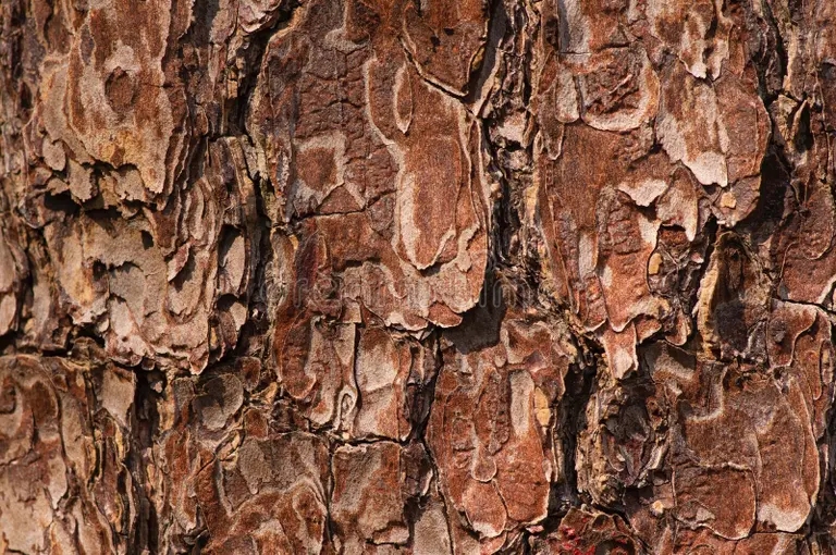 Махагони ytan pa en gammal mahogany swietenia mahagoni tradsbark for naturlig bakgrund 221843442 - Махагони