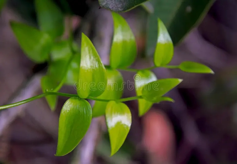 zelenye list svadebnyj sassapareli gnarboola creeper bridalveil ili sparzhi asparagoides 171087127 - Аспарагус