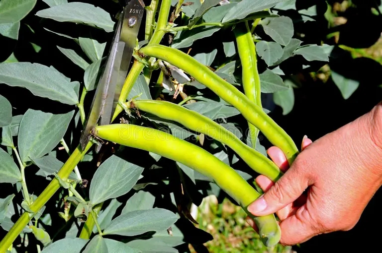 Нато acopio de habas de la planta 30830234 - Нато