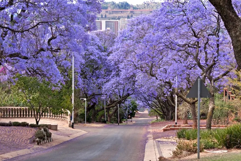 Жакаранда alberi del jacaranda 17675842 - Жакаранда