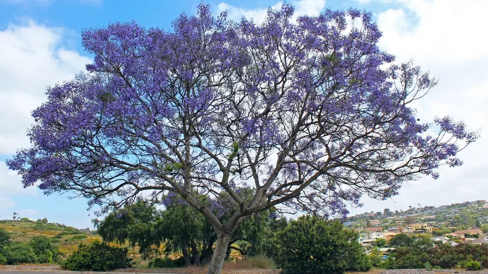 Jacaranda filicifolia Jacaranda filicifolia