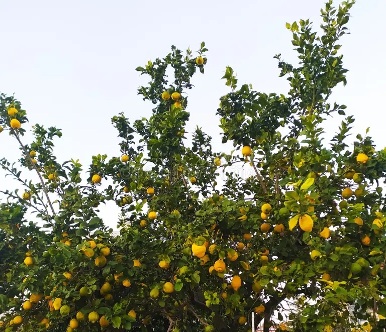 Лимон (лат. Cítrus límon) Лимон (лат. Cítrus límon)