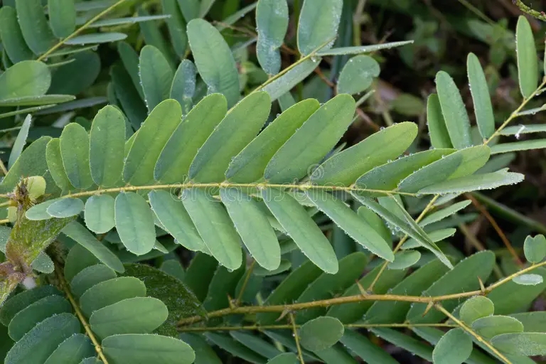 Jacaranda Jacaranda