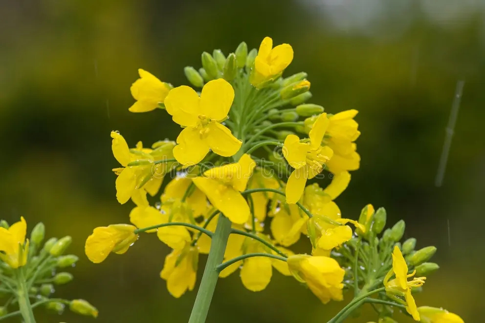 brassica napus chiusura di una pianta colza fioritura 203967792 - Рапс