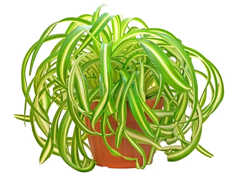 Хлорофитум chlorophytum 30733425 - Хлорофитум