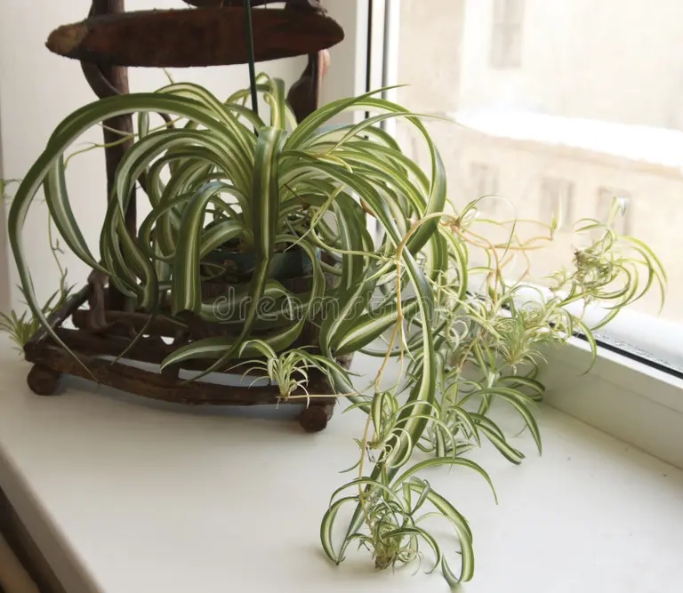 Хлорофитум chlorophytum planta de arana 26723010 - Хлорофитум