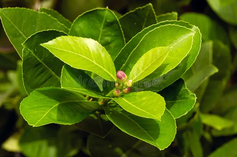 Лимон (лат. Cítrus límon) Лимон (лат. Cítrus límon)