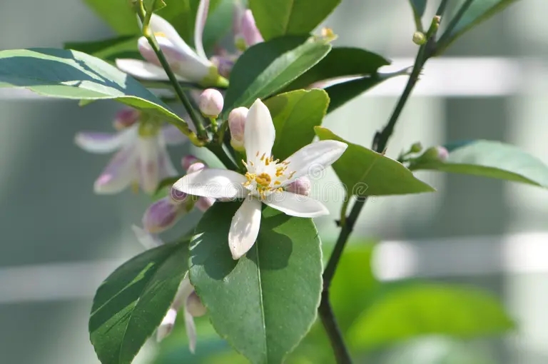 Лимон (лат. Cítrus límon) Лимон (лат. Cítrus límon)