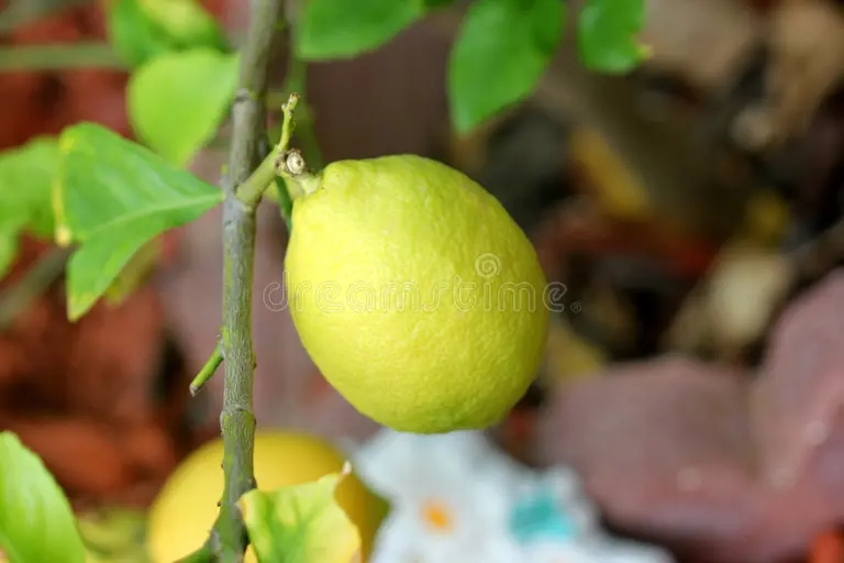 Лимон (лат. Cítrus límon) Лимон (лат. Cítrus límon)