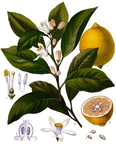 Лимон (лат. Cítrus límon) Лимон (лат. Cítrus límon)