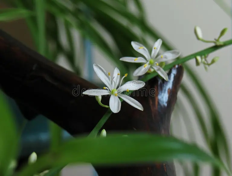 Хлорофитум clausura de la flor blanca clorofhytum comosum clorofitum en cierre dos comotoras clorofitum 192264100 - Хлорофитум