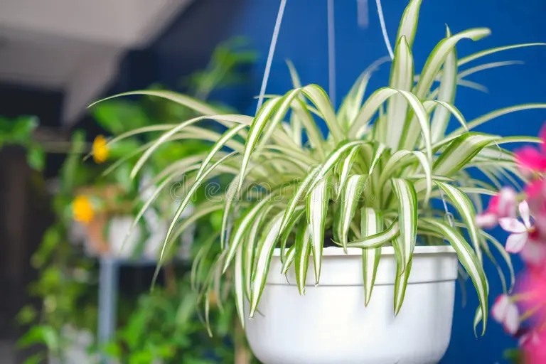 Хлорофитум clorofhytum comosum arana en cesta colgante blanca planta de purificacion aire para el hogar interior jardin pared vertical 169443850 - Хлорофитум