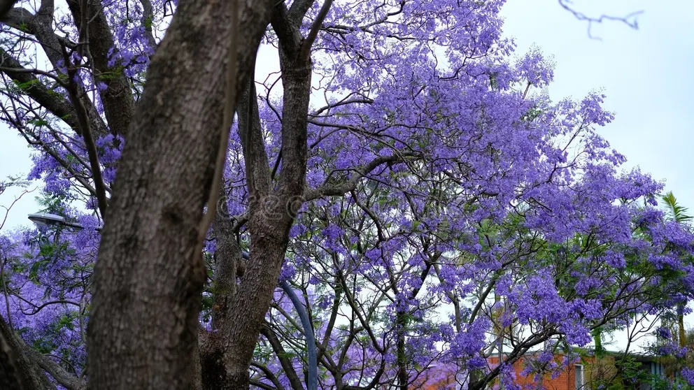Жакаранда giacaranda floreale austalia la stagione dei fiori fiorisce da ottobre novembre 295528407 - Жакаранда