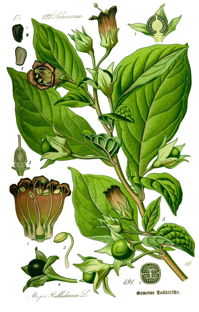 Белладо́нна (лат. Atr&oacute;pa bellad&oacute;nna)