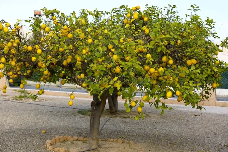 Лимон (лат. Cítrus límon) Лимон (лат. Cítrus límon)