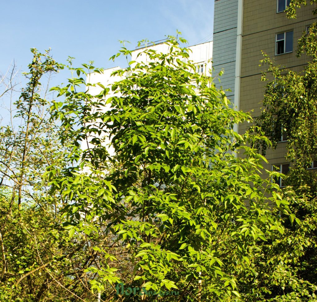 клён ясенелистный  (лат. &Aacute;cer neg&uacute;ndo)