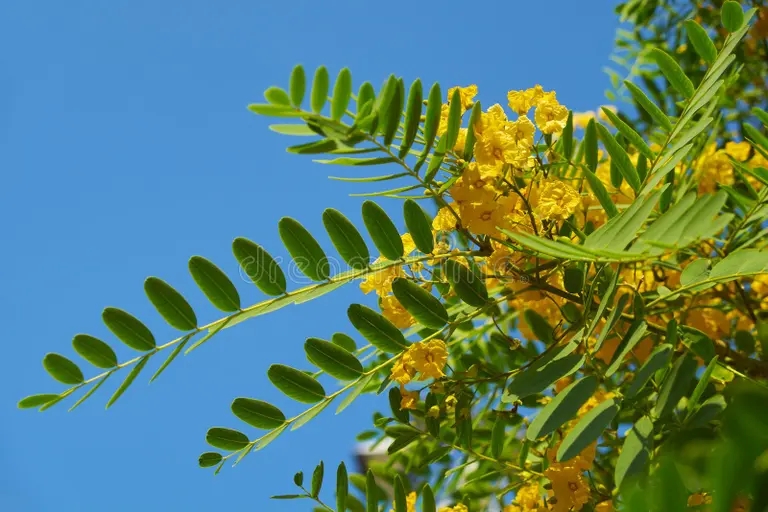Jacaranda Jacaranda