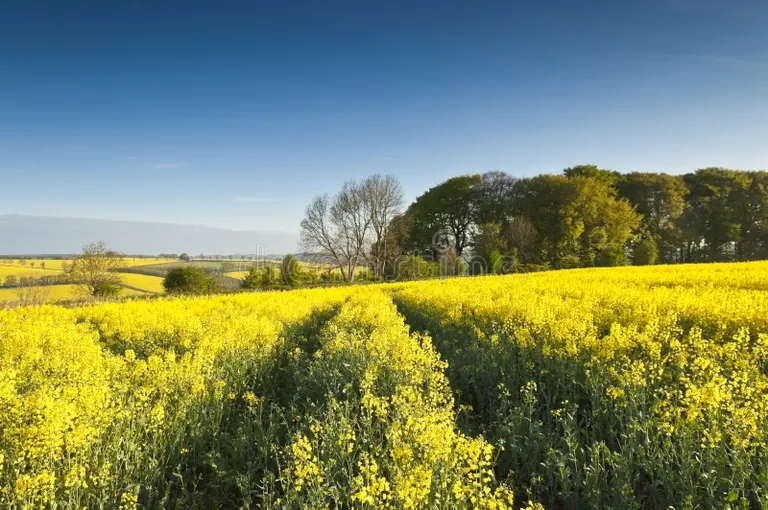 violacion de semilla oleaginosa canola cosecha del biodiesel 30565871 - Рапс