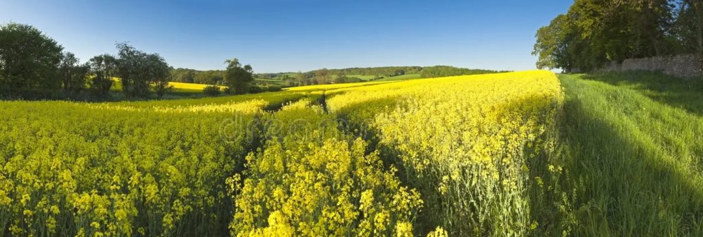 violacion de semilla oleaginosa canola cosecha del biodiesel 42115980 1024x345 - Рапс