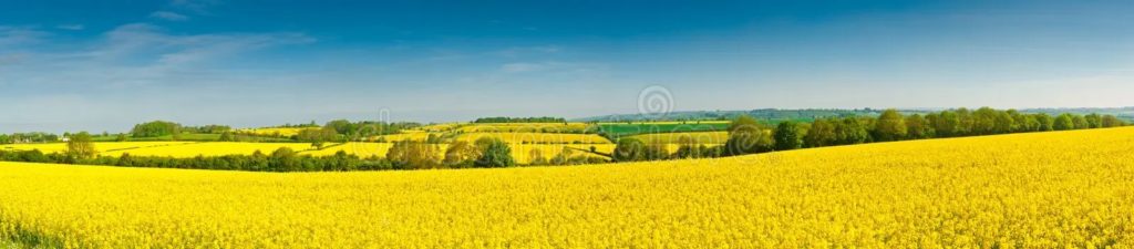 violacion de semilla oleaginosa canola cosecha del biodiesel 42118495 1 1024x225 - Рапс