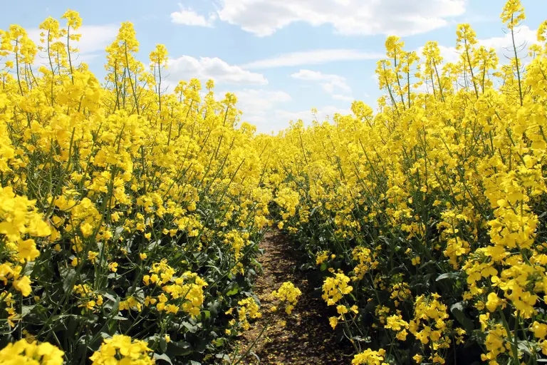 violacion de semilla oleaginosa canola cosecha del biodiesel 54578232 - Рапс