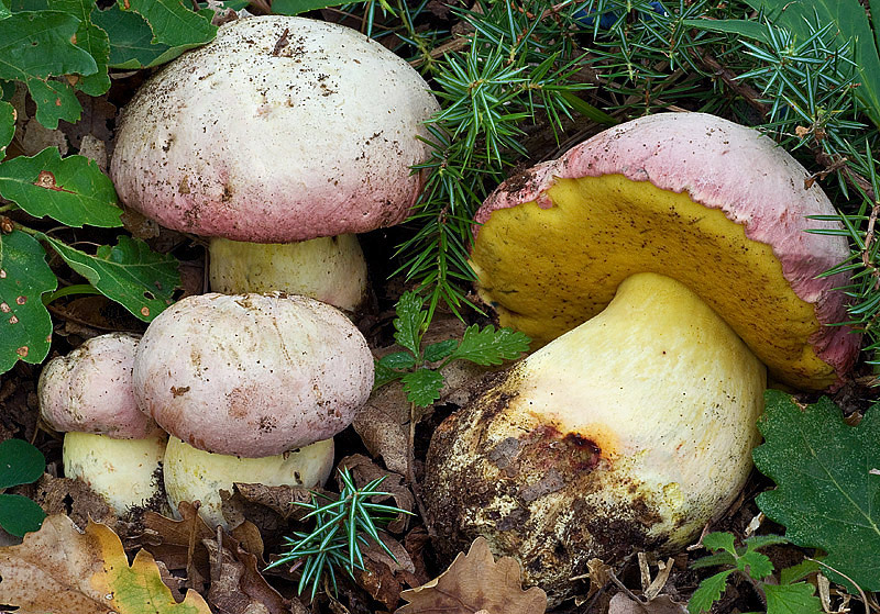 Боровик красивоокрашенный,  Boletus pulchrotinctus