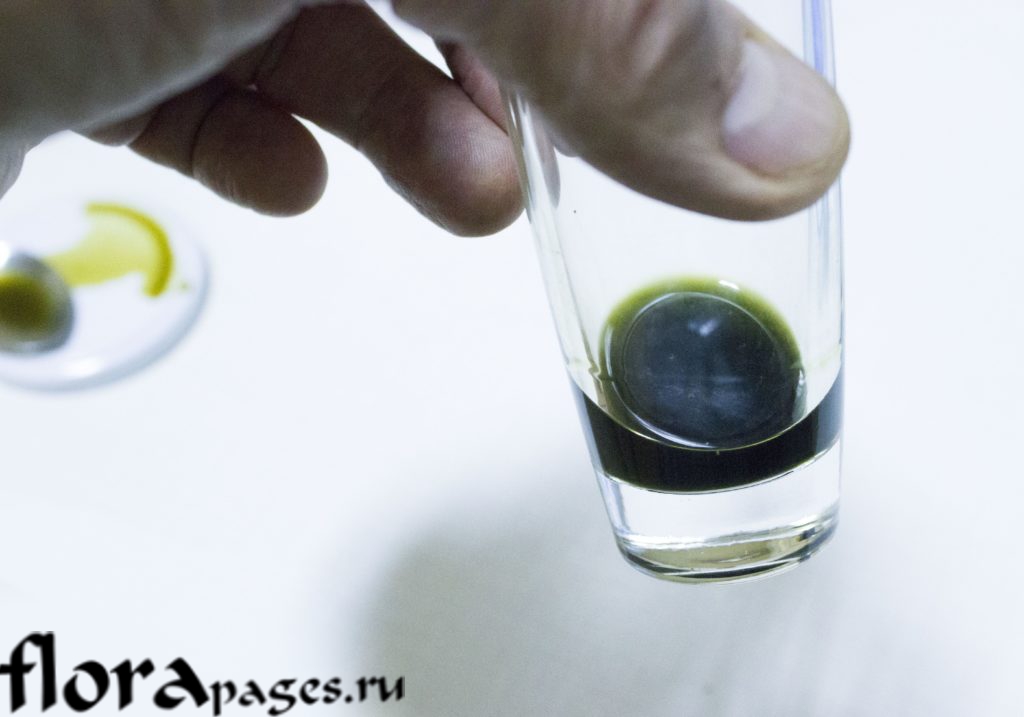 Зеленоватый цвет настойки маньчжурского незрелого ореха на креплёной водке Зеленоватый цвет настойки маньчжурского незрелого ореха на креплёной водке