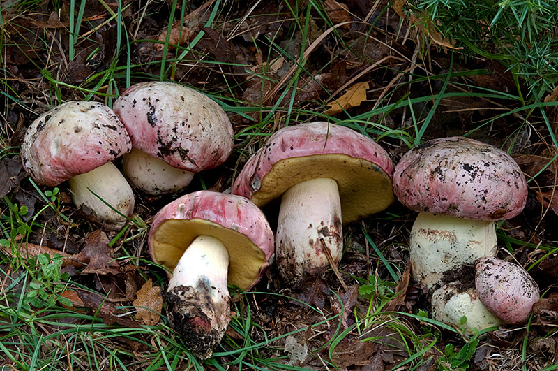 Боровик красивоокрашенный,  Boletus pulchrotinctus