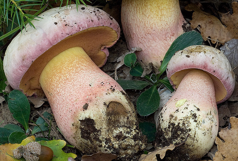 Боровик красивоокрашенный,  Boletus pulchrotinctus
