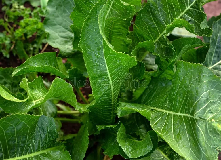 Хрен armeria rrusticana de rabano picante verde con hojas grandes en el jardin la cocina verano 184740970 - Хрен