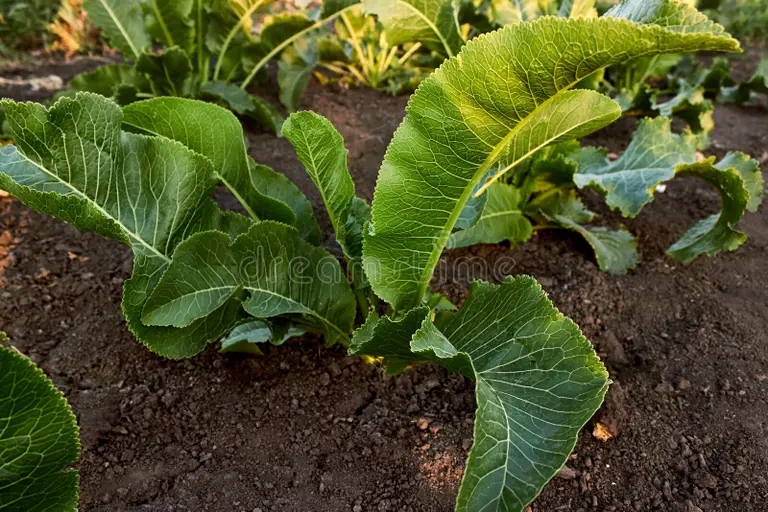 Хрен bosque de rabano picante en el jardin concepto agricultura arbusto caballo con hojas verdes brillantes que crecen suelo negro 200170356 - Хрен