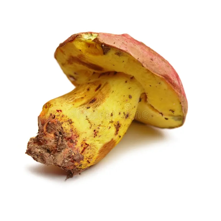 Боровик девичий (лат. Butyribolеtus appendiculаtus) Боровик девичий (лат. Butyribolеtus appendiculаtus)