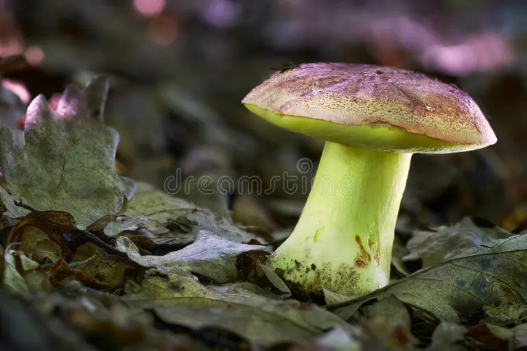 Боровик королевский Боровик королевский