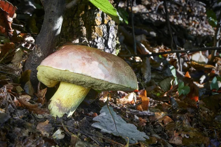 Боровик королевский Боровик королевский