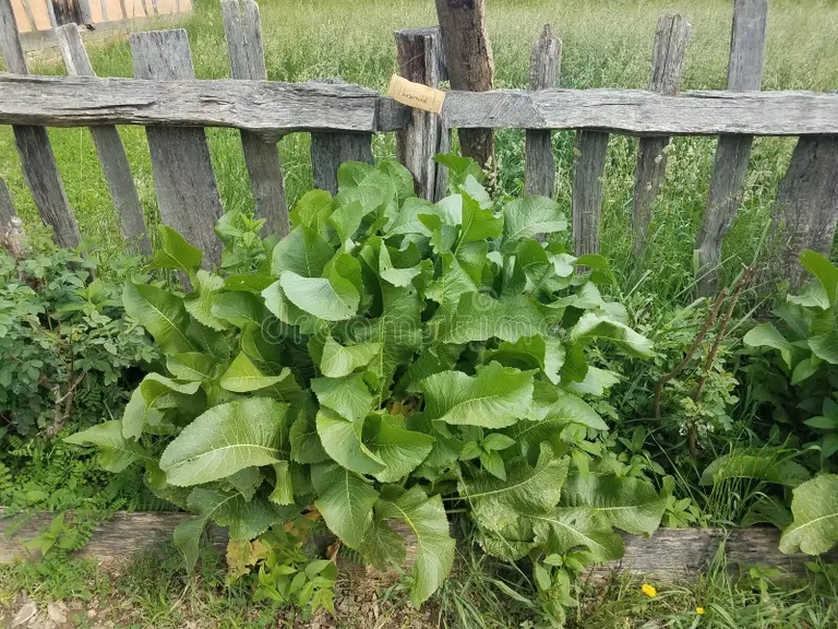 Хрен cerca de madera vieja y plantas verdes en jardin con la muestra que dice el rabano picante 121539832 - Хрен