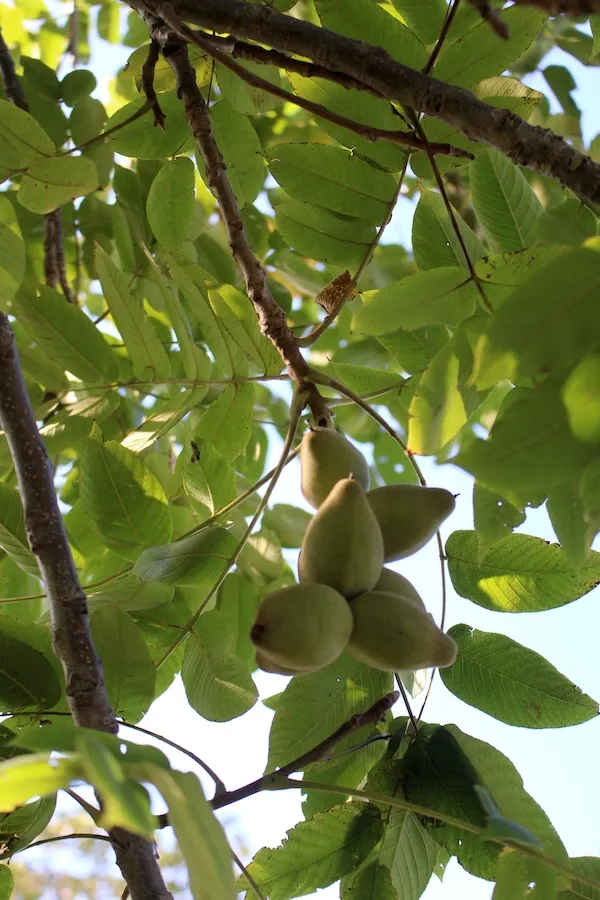Мускатный орех Juglans cinerea Мускатный орех Juglans cinerea