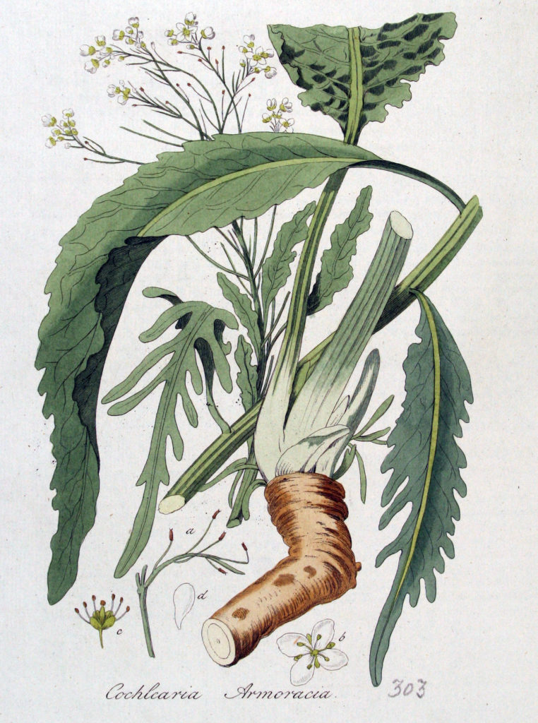 Ботаническая иллюстрация из книги Яна Копса Flora Batava, 1800—1934 Ботаническая иллюстрация из книги Яна Копса Flora Batava, 1800—1934