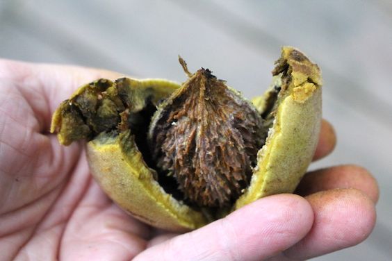 Мускатный орех Juglans cinerea Мускатный орех Juglans cinerea