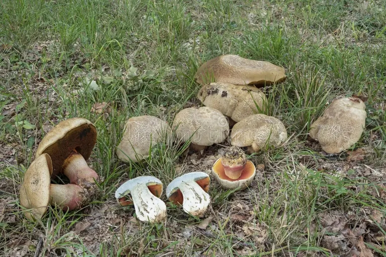 Боровик волчий