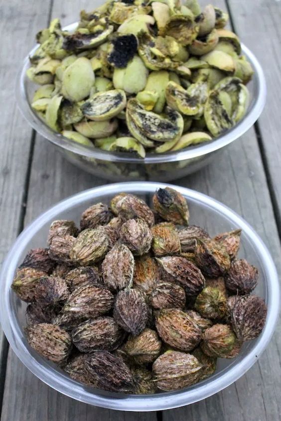 Мускатный орех Juglans cinerea Мускатный орех Juglans cinerea