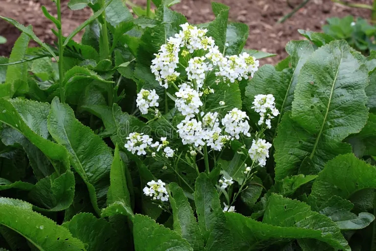 Хрен flores blancas de rabano picante en el jardin organico lat jinete floreciente armoracia rusticana una planta vegetal perenne 248520237 - Хрен
