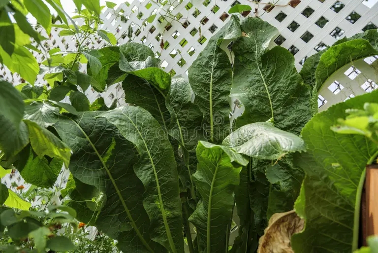 Хрен gran arbusto de rabano picante armoracia rusticana es una planta culta popular en rusia y sus raices se usan cocina medicina 252927714 - Хрен
