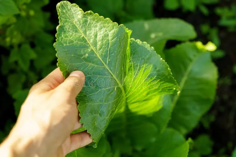 Хрен hoja de plantas rabano picante una planta vegetal perenne que cultiva un huerto en soleado dia verano hojas armoracia rusticana 250947192 - Хрен